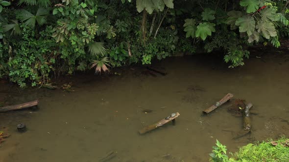 Drone shot slowly flying to the yellow spotted river turtle 