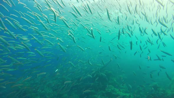 Tropical Fish on Vibrant Coral Reef