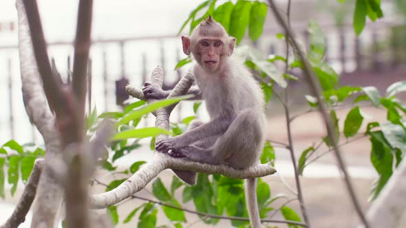 Rhesus Macaque Monkey Sitting on the Tree Angry Talking and Jumping Away