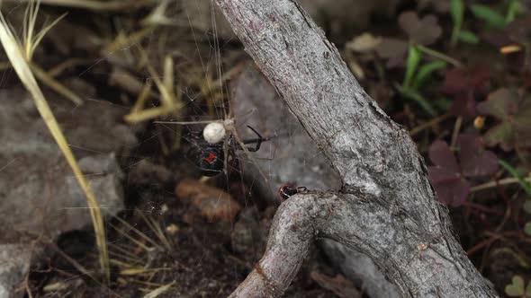 Black Widow Spider attacking other spider stuck in its web