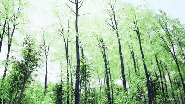 Birch Forest in Sunlight in the Morning