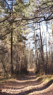 Vertical Video of a Beautiful Forest in the Afternoon Aerial View