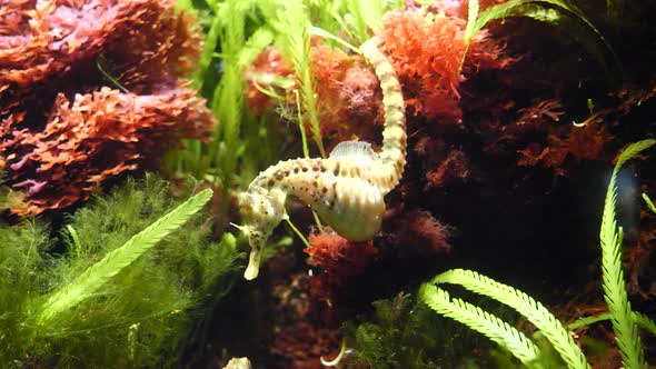 Close up shot of yellow seahorse (genus Hippocampus) resting underwater between corals during sunny