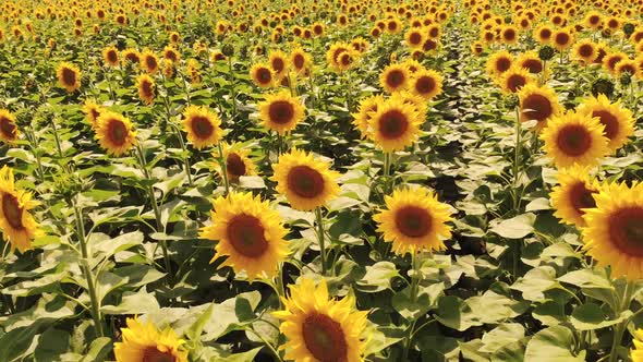 Field of Blooming Sunflowers