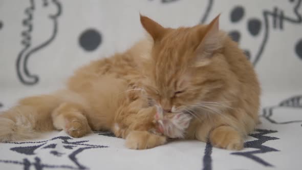 Cute Ginger Cat Licks on White Couch