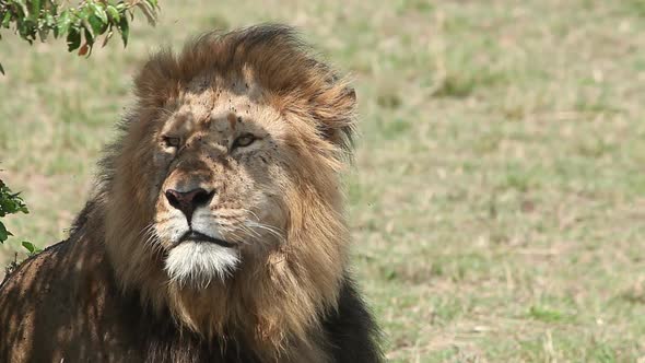 750238 African Lion, panthera leo, Male licking its Nose, Masai Mara Park in Kenya, Real Time