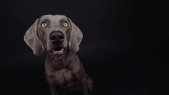 Funny Weimaraner dog catching snack in studio on black background