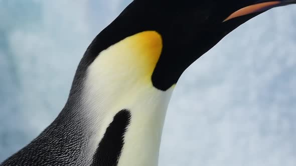 Emperor Penguin Close Up in Antarctica