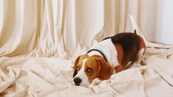 Dog Beagle Lies at Home on the Floor and Executes Commands