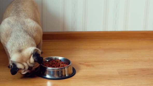 Pug dog eating feed at home