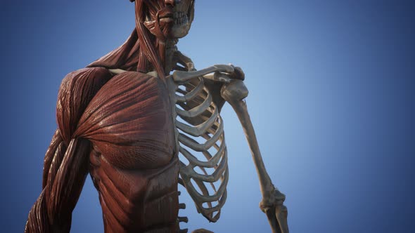 Muscular and Skeletal System of Human Body alt