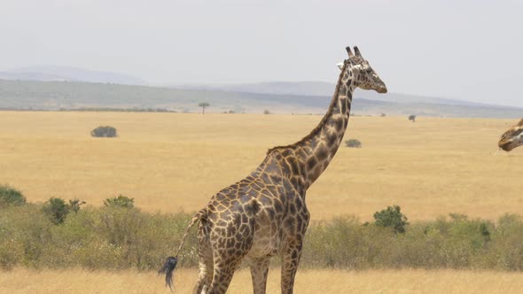 Masai giraffes in the savanna