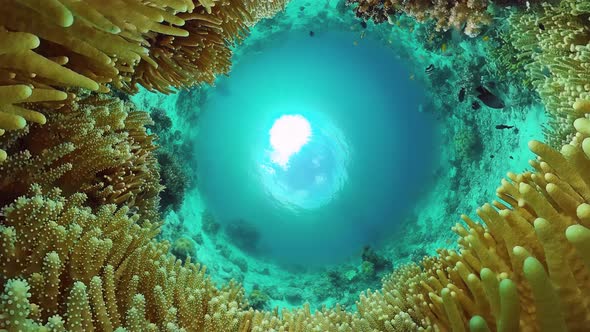 Coral Reef and Tropical Fish Underwater. Bohol, Panglao, Philippines.