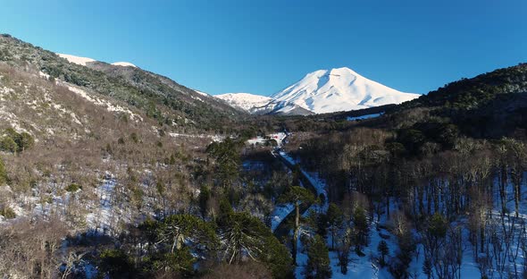 Corralco Chile Flyover Araucaria Araucana Monkey Puzzle Trees In The Snow Covered Andes Mountains