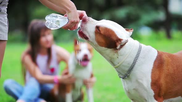 Pit Bull Terrier Drinks Water