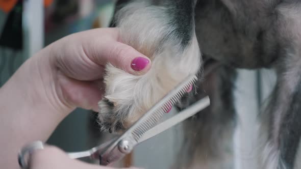 A Groomer Shears a Miniature Schnauzer