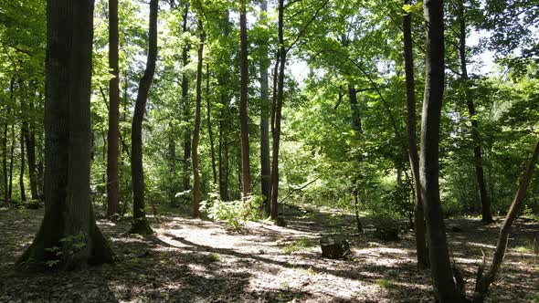 Forest with Trees on a Summer Day Slow Motion