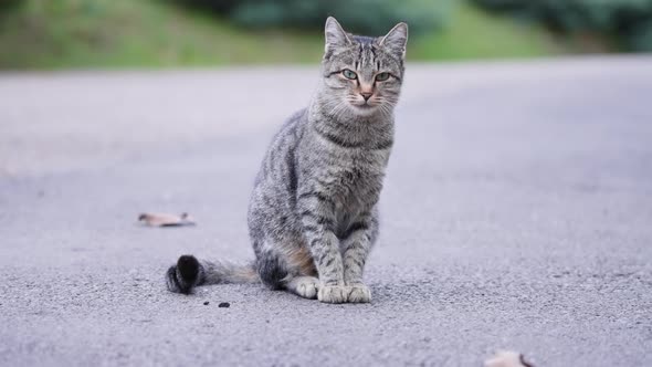 Can sitting on a road, looking at camera