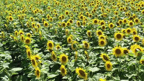 Sunflower Table