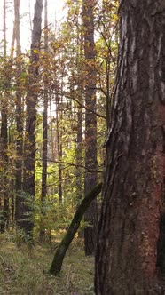 Vertical Video of a Forest in an Autumn Day