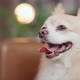 cute tongue out chihuahua smiling dog relax on sofa at living room - VideoHive Item for Sale
