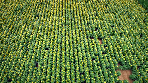 Aerial view of sunflowers in fresh green fields.