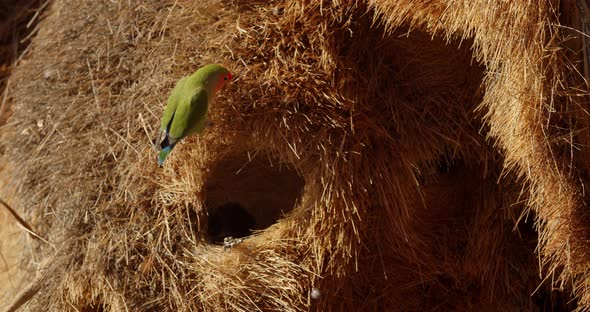Green parrots are sitting on their nest, sunny day in Namibia, 4k
