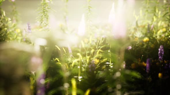 Wild Flowers in the Field