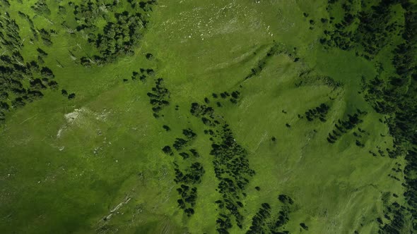 Green Fields in the Highlands