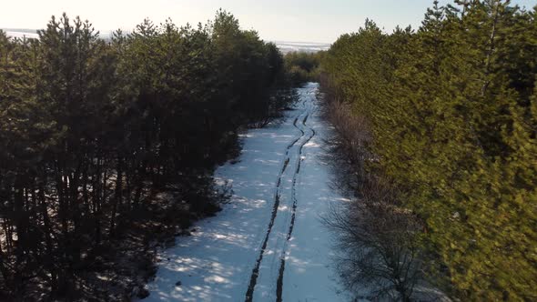 a Snowcovered Road in a Coniferous Forest