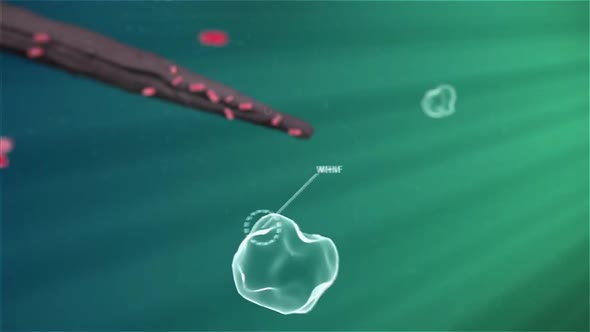 digestion of bacteria in the immune system by macrophage.mov