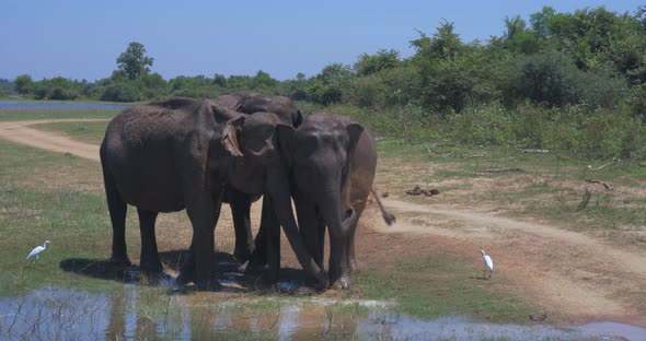 Elephants Splashing Mud in the National Park of Sri Lanka