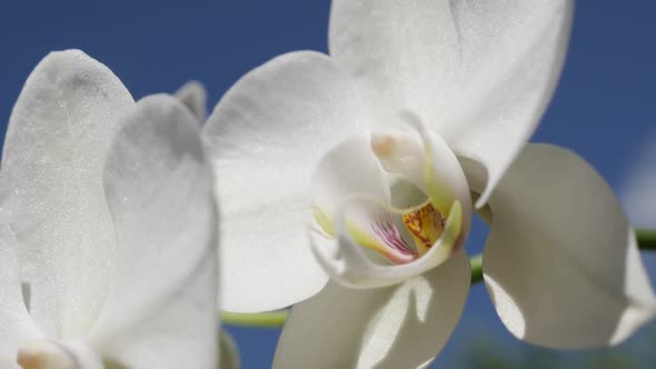 Slow motion of  Orchidaceae Asparagales flower 1080p FullHD footage - White orchid  plant against bl