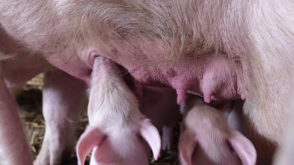 Little Domestic Piglets Drink Mother's Milk From a Large Domestic White Sow