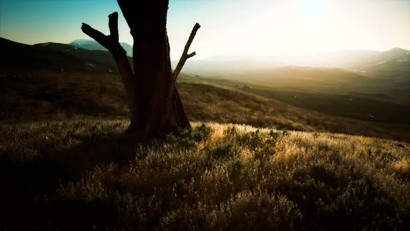 Old Tree Stump Trunk on the Hill at Sunset