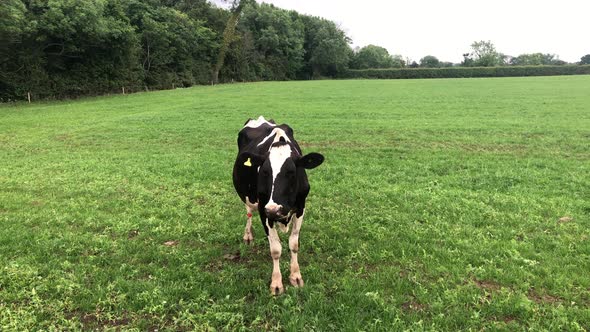 Cow In Field Roaming In Cheshire Field.