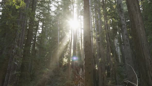 Epic and beautiful shot of sunlight beams being filtered by tall trees, slow motion tracking through