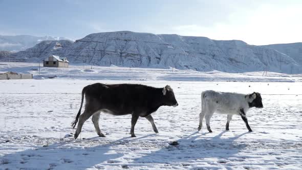 Herd of cows passing through a snowy road