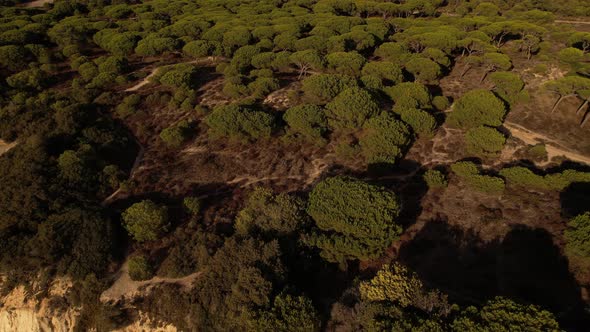 Aerial View of Forest at Costa Caparica Portugal