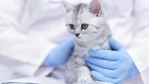 Veterinarian Doctor with Small Gray Scottish Kitten in His Arms in Medical Animal Clinic Close Up