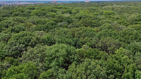 Top view from the drone to the forest. Top down aerial photography of tree within a forest