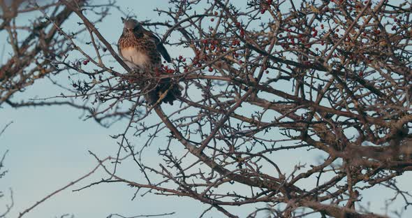 Fieldfare Bird Perch On Branch Of Tree With Red Fruits. - close up