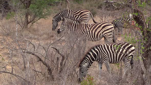 Group of zebras graze on dry grass in South African bushland