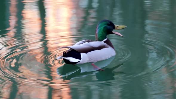 Emerald head male drake duck bird close on water