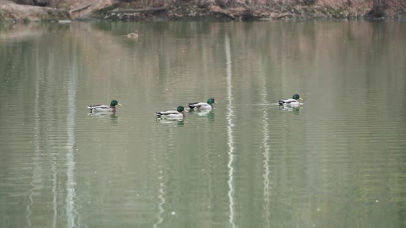 Wild ducks swim in the pond.