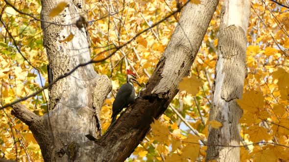 One minute long shot of big woodpecker digging hole and feeding inside tree