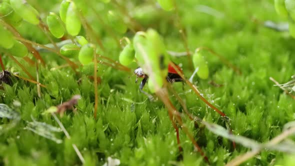 Close-up Wildlife of a Ladybug in the Green Grass in the Forest