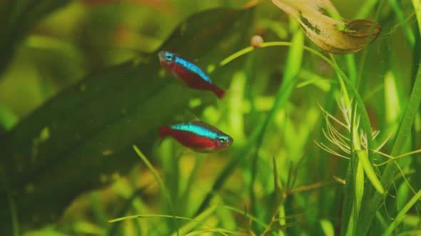 Schooling of tetra red neon fish in planted aquarium. Freshwater aquarium with Paracheirodon axelrod