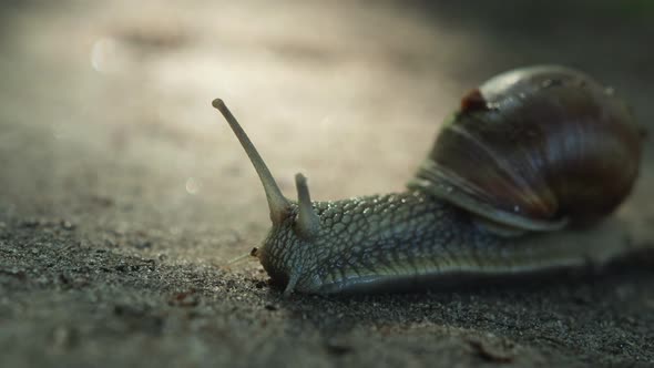 Macro Grape Snail Slowly Crawling on a Sandy Surface