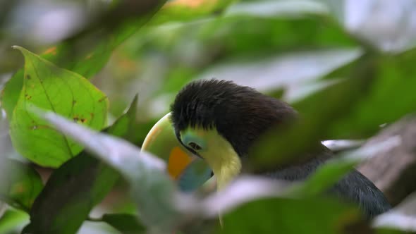 Exotic Keel-Billed Toucan resting in deep jungle of Ecuador during sunlight,close up